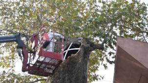 Bursa'da asırlık çınara koruma