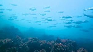 İzmit Körfezi’nde muhteşem değişim... Körfez yeniden can buldu