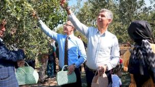 Manisa Soma’da zeytin hasadı şenliği