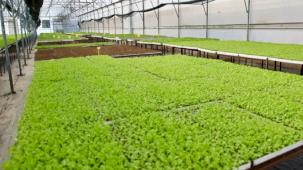 Ordu’da 400 bin kışlık fide dağıtıma hazır