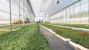 Ordu’nun güzelliği Büyükşehir’in serasından yükseliyor