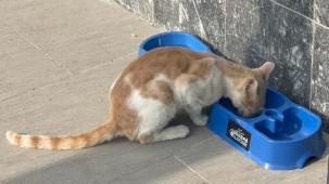 Uludağ Elektrik'in projesi sokak hayvanlarına umut oluyor