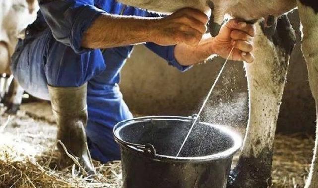 Eylül'de inek sütü yüzde azaldı, ayran ve kefir üretimi arttı