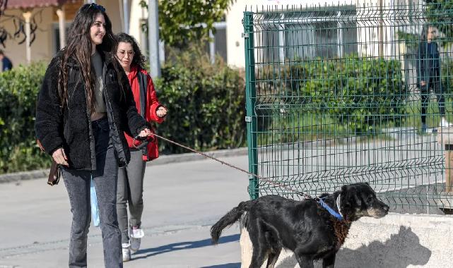 İzmir Menemen’deki yangından kurtarılan 17 hayvana Büyükşehir sahip çıktı