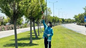 Gaziantep’te yoğun ilaçlama seferberliği