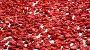 Kuru domates ihracatta dünya ikincisi