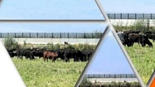 TİGEM’den 'Kırsalda Bereket Hayvancılığa Destek Projesi' için yeni duyuru