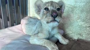 Tuzla'da kaçak aslan yavrusu kurtarıldı... Tedavisi Aslan Park’ta sürüyor