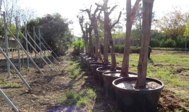 Adana'da kavşak çalışmalarında ağaçlara hassas dokunuş