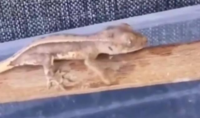 Burdur'da yasaklı yaban hayvanları ele geçirildi