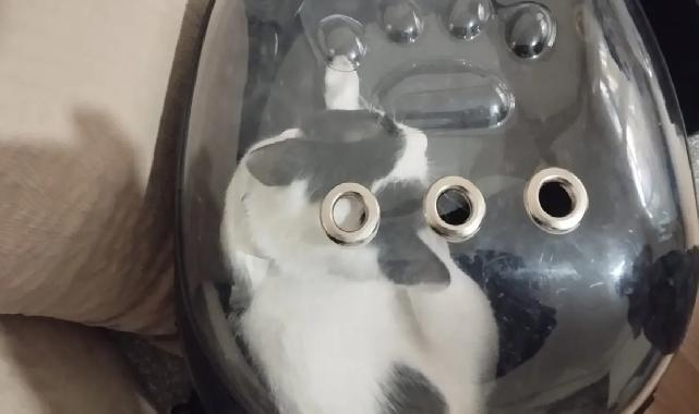 Kayseri Büyükşehir 'Tofu'yu kurtardı