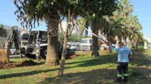 Adana Büyükşehir'den ağaç nakli