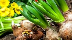 İşte 2026 yılı doğal çiçek soğanlarının ihracat listesi