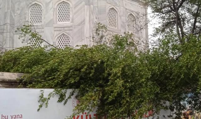 Ayasofya Camii'nde minare alem düştü! Bahçedeki ağaç kontrol altında