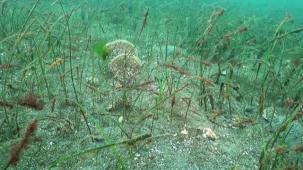 Prof. Dr. Sarı’dan Belediye Başkanlarına çağrı: Marmara için denize inin!