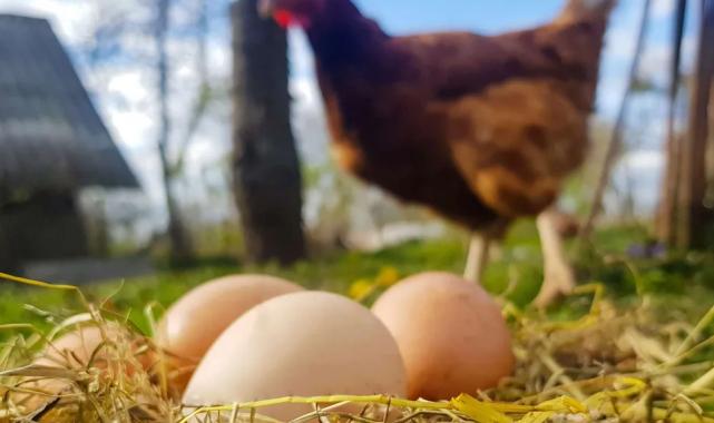 Tavuk eti üretimi 233 bin tonu aştı