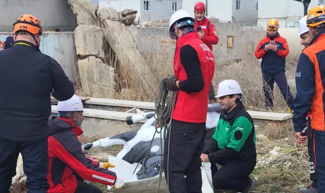 AFAD’dan uluslararası iş birliğiyle hayvan koruma projesi... RESQ-ANIMALS başladı