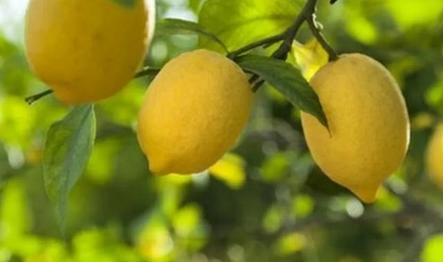 Limon ithalatına kapı açıldı! Limonda 'gümrük' yüzde 10'a düşürüldü