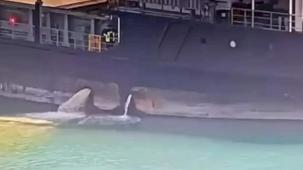 Mersin Limanı’nda denizi kirleten gemiye 13,1 milyon TL ceza