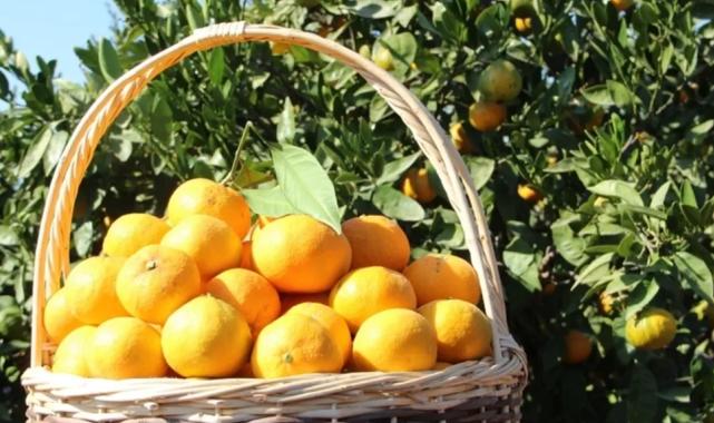 Tarım ürünleri üretici fiyatları yıllık yüzde 40,1 arttı... Aylıkta en yüksek artış turunçgillerde