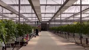 Çaycuma Sera OTB üretime başladı