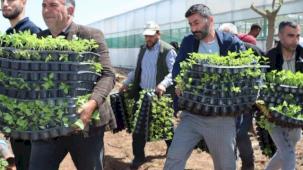 Çiftçiye 1 milyon fide desteği