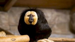 Eskişehir Hayvanat Bahçesi’ne 30 yeni tür kazandırıldı