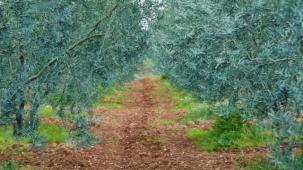 Eskişehir’de 'Dorlion Zeytinyağı' kalitesini ödüllerle tescilledi