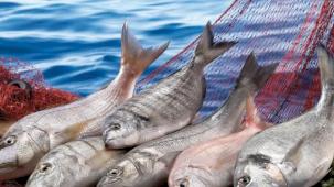 Su ürünleri ilk çeyrekte ihracatını yüzde 24 artırdı... Levrek liderliğini sürdürdü