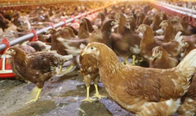 Kümes hayvancılığında artış! Yaklaşık 2 milyar adet yumurta üretildi