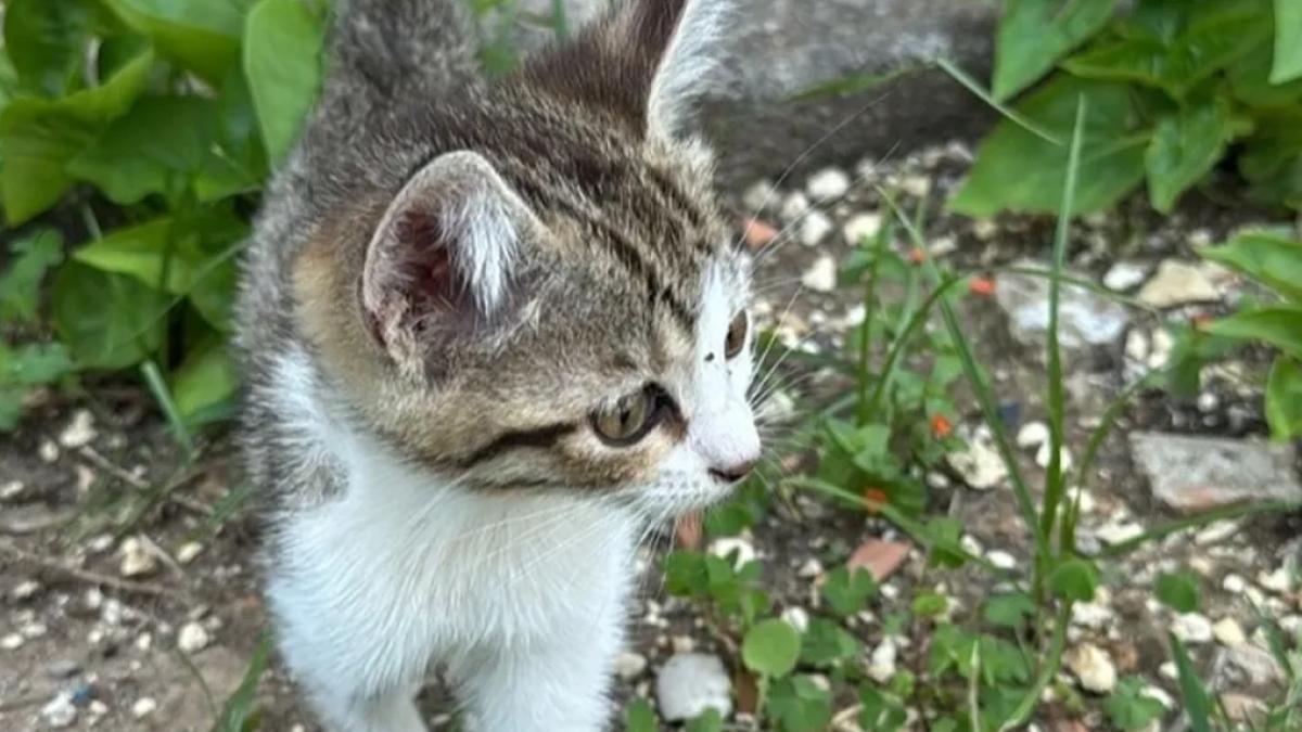 Mersin itfaiyesi minik kediyi kurtardı