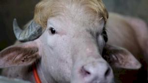 Albino 'Trump' manda kesilmekten kurtuldu