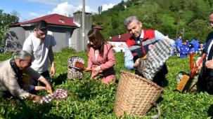 Artvin'de geleneksel çay hasadı başladı