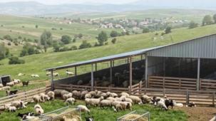 Çiftçilere 5,48 milyar TL tarımsal destek ödemeler hesaplarda
