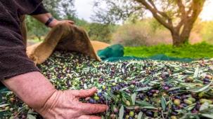 İzmir’de Uluslararası Zeytin Zirvesi... 13 ülkeden uzmanlar buluşuyor