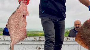 Karadeniz’de yasa dışı avcılığa geçit yok! 500 kilogram kalkan ele geçirildi
