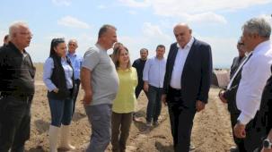 Konya’da patates atağı... İthal tohum dönemi sona eriyor