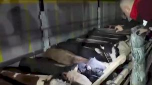 Kurban Bayramı öncesi canlı hayvan kontrolüne sıkı denetim