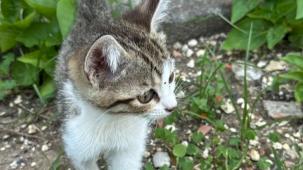 Mersin itfaiyesi minik kediyi kurtardı