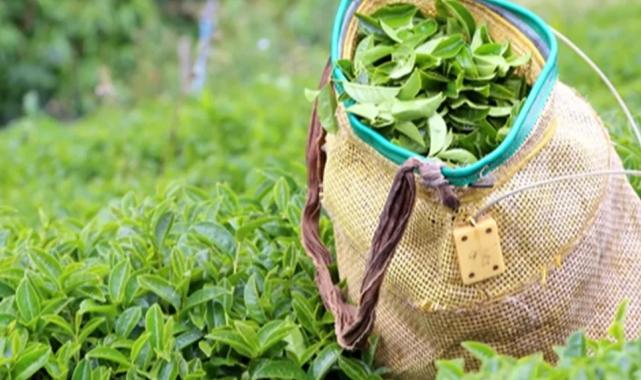 Yaş çay alım fiyatı kilogram başına 35 TL oldu