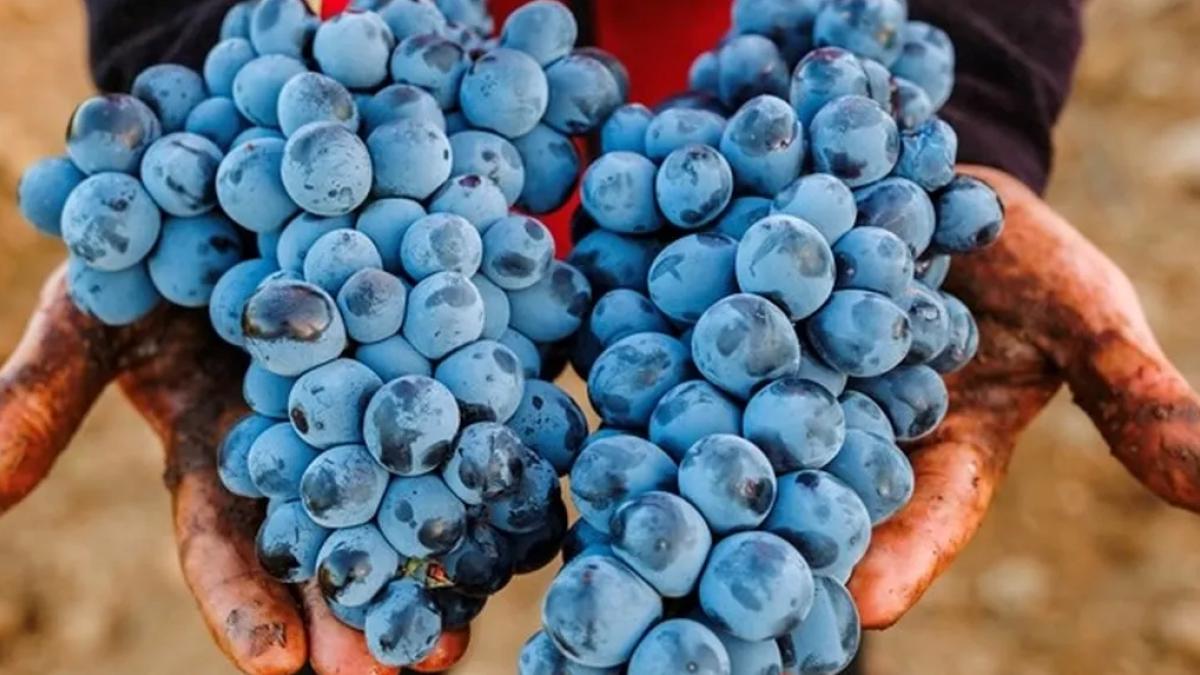 Denizli'de Çal Karası Sempozyumu 3.500 yıllık mirası gün yüzüne çıkaracak