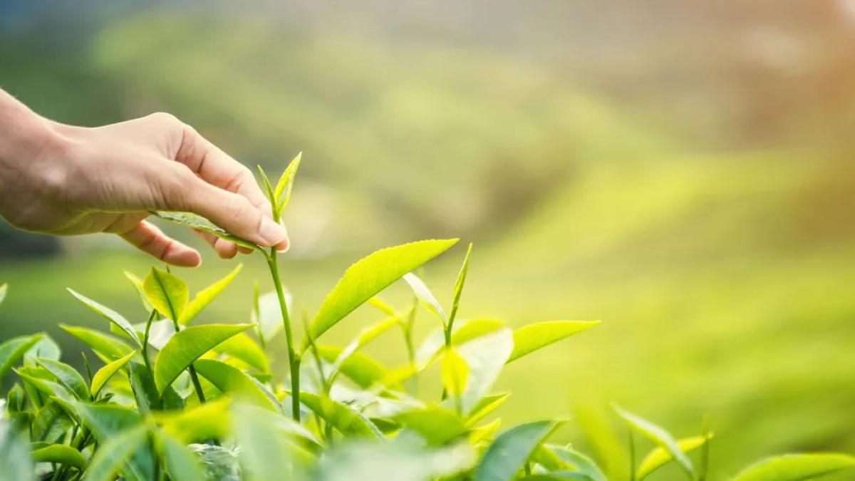 Karadeniz'de yeni sezonun ilk hasadı