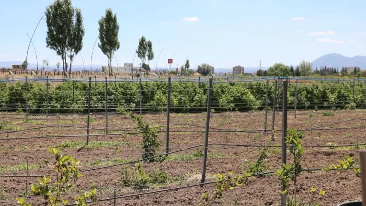 Kayseri Kocasinan'da 60 bin fideli tarımsal üretim