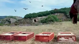 Doğal mücadelede yeni hamle... 51 bin keklik ve sülün doğaya salınacak