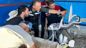 Mersin balıklarında erken cinsiyet tespiti için eğitim