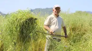 Ordu'da 5’li yem karışımı besicilerin yüzünü güldürdü