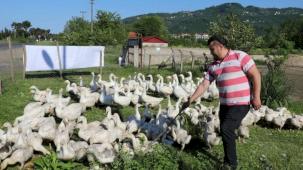 Ordu’da kaz yetiştiriciliği büyüyor