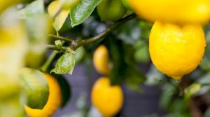 Türkiye’nin limon ihracatı 22 yılda 2,5 kat arttı