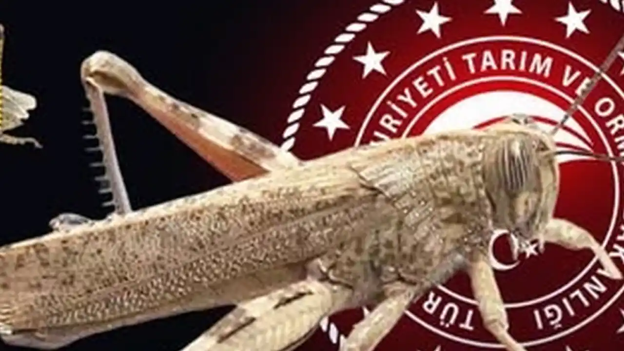 Bakanlıktan 'çekirge istilası' açıklaması... Ekonomik zarar oluşturan popülasyon yok