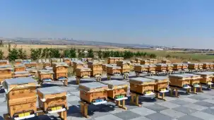 ABB'den arıcılığa büyük destek